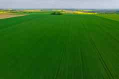 视图绿色场小麦字段播种粮食作物