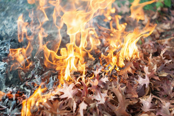 燃烧下降生病的叶子火卫生清洁秋天花园