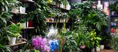 室内花店商店自然盆栽异国情调的植物货架上