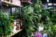 室内花店商店园丁自然盆栽植物摄影深度场焦点前景