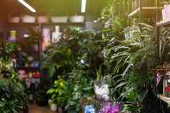 室内花店商店自然盆栽植物摄影深度场焦点前景