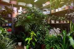 花店商店异国情调的花植物绿色植物