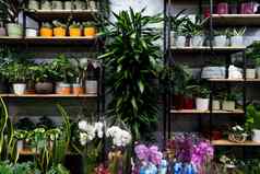 架子上异国情调的花植物锅园丁的花店商店