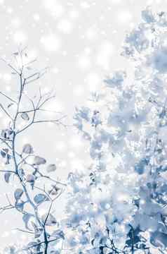 圣诞节年蓝色的花自然背景假期卡设计花树雪闪闪发光的冬天季节出售背景奢侈品美品牌
