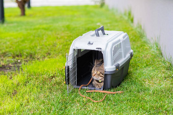 灰色的虎斑猫谎言航空公司绿色草在户外