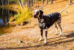 可爱的达尔马提亚秋天森林狗坐灰色雨衣自然狗培训小狗外套走公园概念有爱心的宠物时尚的宠物衣服穿着狗