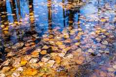 黄色的秋天叶子池塘湖水浮动秋天叶秋天季节桦木树叶子雨水坑阳光明媚的秋天一天树叶反射水桦木树叶水