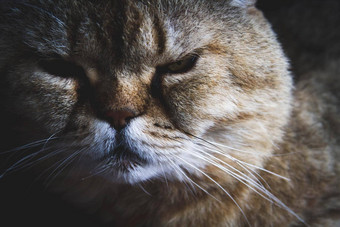 特写镜头猫的动物的鼻口高质量的照片猫睡觉猫