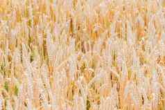 作物小麦耳朵小麦太阳场收获