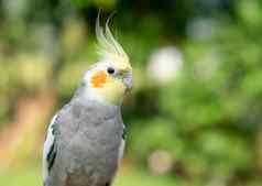 澳洲鹦鹉鹦鹉花园鸟宠物