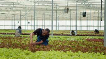 非洲美<strong>国有</strong>机农民培养类型生菜检查植物质量控制