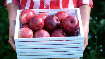 女人手持有木盒子新鲜收获成熟的有机苹果阳光光农场果园阳光明媚的秋天一天农业园艺概念健康的营养