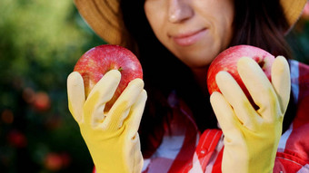 特写镜头肖像女人农民穿他手套持有手大红色的苹果挑选苹果农场花园阳光明媚的秋天一天