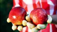 特写镜头新鲜选红色的苹果阳光光农民的手手套持有成熟的红色的苹果农业园艺概念健康的营养