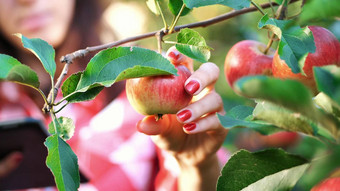 特写镜头苹果挂分支女人农民农学家检查收获苹果使笔记平板电脑农场花园阳光明媚的夏天一天农业园艺概念健康的营养