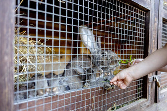 可爱的兔子动物农场不完整兔子笼子里自然<strong>生态</strong>农场动物牲畜<strong>生态农业</strong>孩子喂养宠物兔子差距笼子里