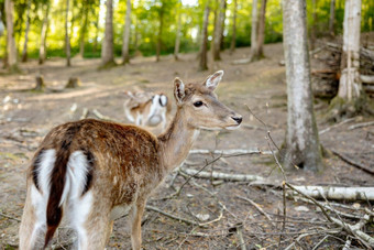 美丽的年轻的<strong>鹿</strong>走森林野生动物野生动物场景自然关闭视图