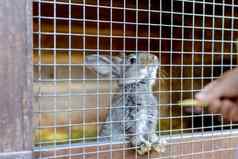 可爱的兔子动物农场不完整兔子笼子里自然生态农场动物牲畜生态农业孩子喂养宠物兔子差距笼子里
