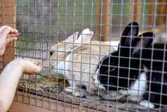 可爱的兔子动物农场不完整兔子笼子里自然生态农场动物牲畜生态农业孩子喂养宠物兔子差距笼子里