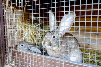 可爱的兔子动物农场不完整兔子笼子里自然生态农场动物牲畜生态农业