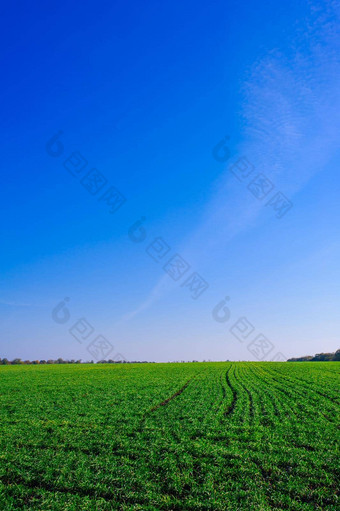 乌克兰绿色场小麦蓝色的<strong>天空</strong>太阳白色云仙境生绿色小麦场<strong>夏</strong>天日落<strong>天空</strong>云生绿色小麦场<strong>夏</strong>天日落<strong>天空</strong>云