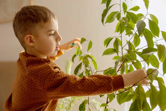 可爱的可爱的男孩有爱心的室内植物首页助手家庭休闲活动孩子湿巾灰尘叶子首页园艺概念舒适的房间地球颜色休闲服装