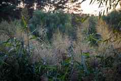 大气夏天照片绿色场小穗阳光纹理场小穗温暖的音调夏天背景场植物