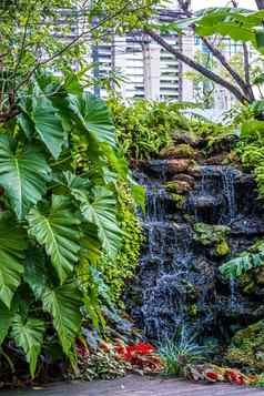 水秋天绿色叶植物热带装饰的花园景观设计环境