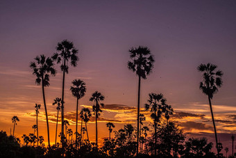 棕榈树轮廓背景加州日落景观热带森林山日落橙色天空自然全景