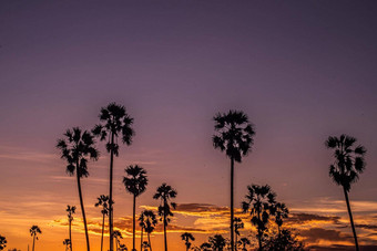 棕榈树轮廓背景加州日落景观热带森林山日落橙色天空自然全景