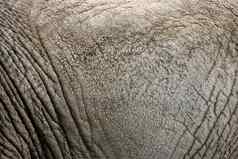 纹理皮肤非洲大象特写镜头大象皮肤皱纹违规行为成人大象