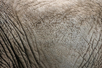 纹理皮肤非洲大象特写镜头大象皮肤皱纹违规行为成人大象