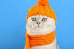 关闭有趣的白色猫坐着橙色针织他围巾蓝色的背景