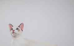 可爱的小猫猫孤立的白色背景空白网络横幅模板复制空间