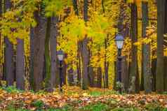 秋天景观10月公园视图路径色彩斑斓的落叶树