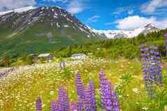 挪威农村羽扇豆野花春天北欧国家