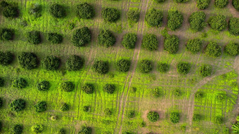 空中视图培养树种植园户外托儿所美丽的农业花园培养业务自然景观背景