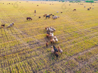 群羊公羊羊羔马吃草草地走放牧宠物农场牧场牲畜吃草清算视图羊无人机空中摄影