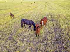 马放牧草草地国内农场马哺乳动物放牧绿色字段M小马驹吃草农场野生动物动物阅读农场动物受过严格训练的马繁殖