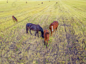 马放牧草草地国内农场马哺乳动物放牧绿色字段M小马驹吃草农场野生动物动物阅读农场动物受过严格训练的马繁殖