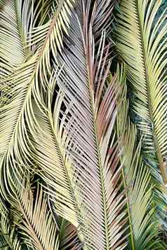 五彩缤纷的异国情调的棕榈叶子热带背景特写镜头平铺垂直框架