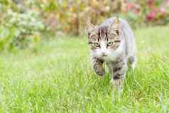 灰色的白色虎斑年轻的小猫走绿色草户外