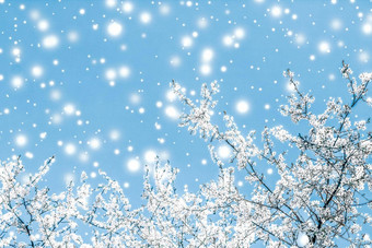 圣诞节年蓝色的花背景假期卡设计花树雪闪闪发光的冬天季节出售促销活动背景奢侈品美品牌