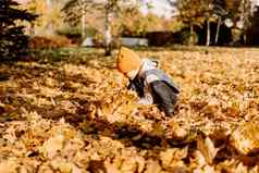 孩子有趣的秋天公园下降叶子扔叶孩子男孩在户外玩枫木叶子