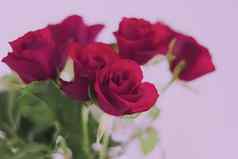 温柔的花束玫瑰花礼物美丽的花