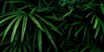 特写镜头绿色叶子热带植物花园观赏植物装饰花园绿色叶黑暗背景绿色叶子水疗中心背景美自然观赏植物景观
