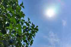 皇冠树绿色叶子背景蓝色的天空明亮的太阳
