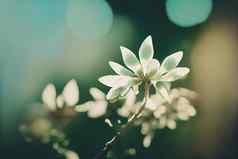 美丽的仙女梦幻魔法白色树花黑暗绿色叶子