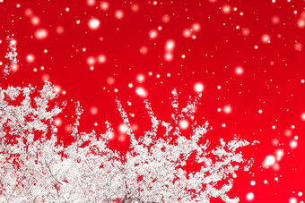 圣诞节年红色的花背景假期卡设计花树雪闪闪发光的冬天季节出售促销活动背景奢侈品美品牌