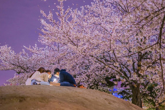 晚上樱桃<strong>花朵</strong>山